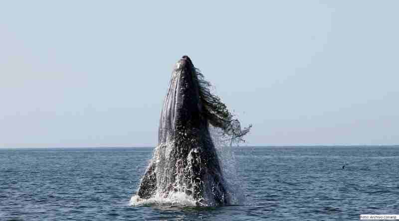 Llegan las primeras ballenas a Baja California Sur