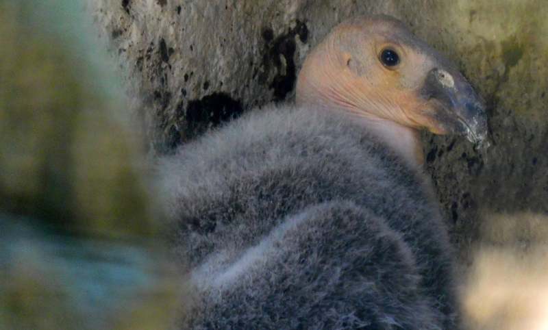 Nace la décima cría de cóndor en el Zoológico de Chapultepec