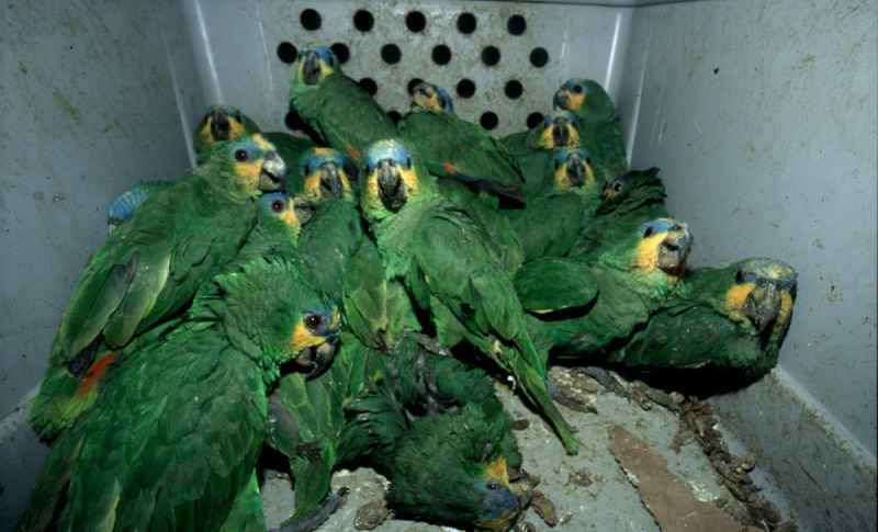 Bancos y líneas aéreas unidos contra el tráfico ilegal de especies