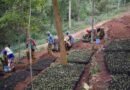 Nexa3D hará reforestación en Tanzania junto con ForestNation