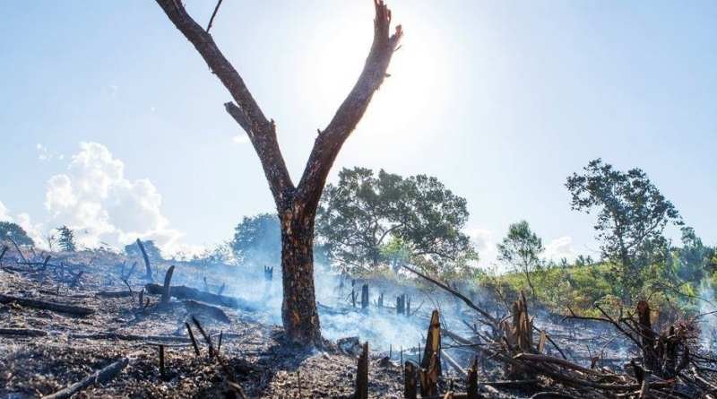 Sudamérica perdió 68 millones de ha de bosque 