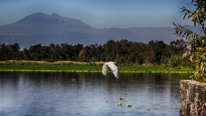 Se triplicó en 20 años número de aves observadas en CDMX