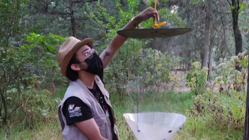 ¿Avistamiento de luciérnagas en el Bosque de Tlalpan?, Sedema hace estudios