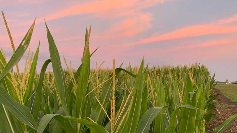 Bayer lanza ForGround, plataforma de agricultura sostenible 