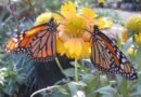 Hipcamp y Xerces Society protegerán a la mariposa monarca en EU
