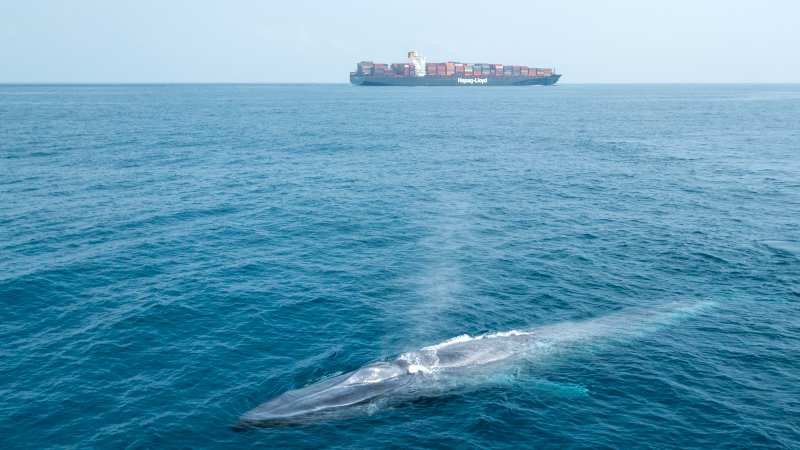 Compañía naviera modifica su ruta para salvar a las ballenas azules 