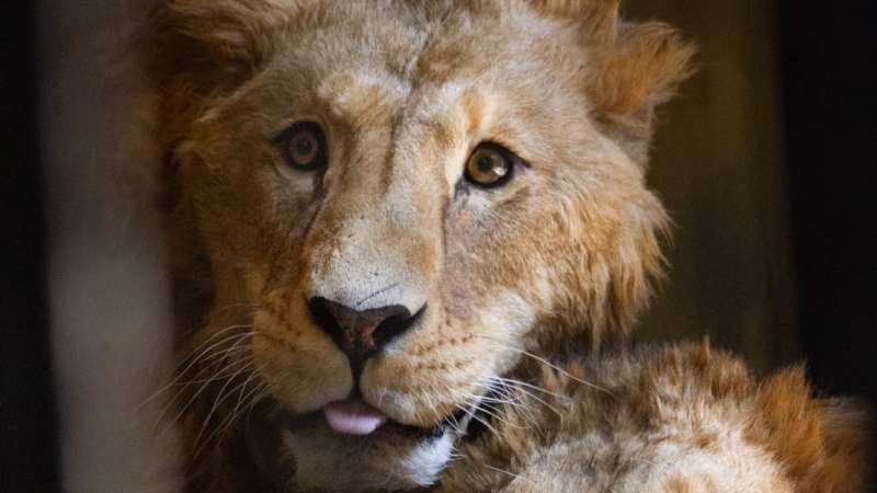 Reubican a cuatro leones africanos al Zoo de Aragón rescatados del Ajusco