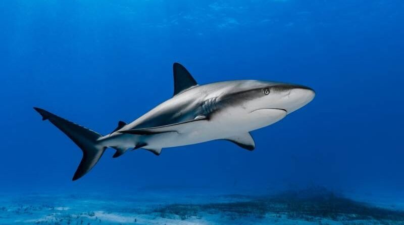 Califica IFAW de innovador el voto para controlar el comercio global de aletas de tiburón