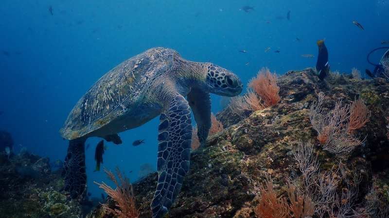 Firman asociación SCP Hotels con Innoceana para proteger ecosistema marino