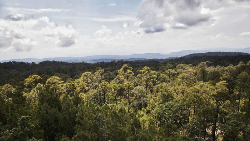 Jalisco invierte 52 millones de pesos en proyectos forestales sustentables