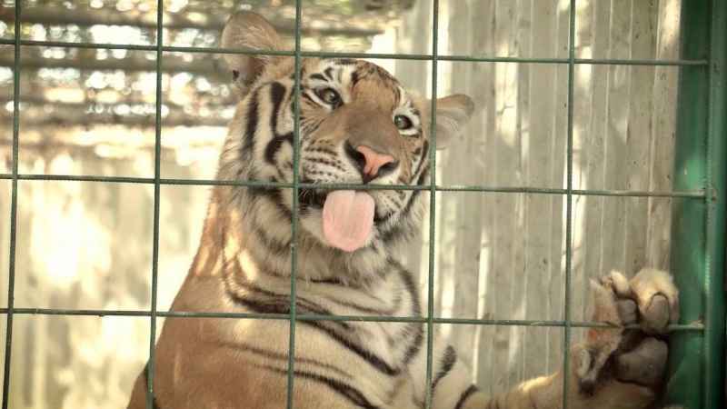 AZCARM y Ostok envían a 200 felinos a la India