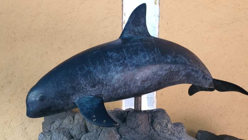 El Plan de Acción para proteger a la vaquita marina ya es públic