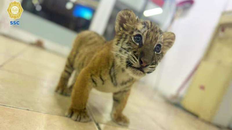 Aseguran cachorro de tigre en CDMX 