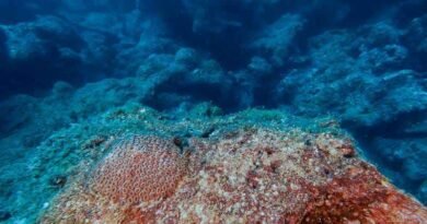 Exigen investigadores proteger arrecifes del Golfo de México