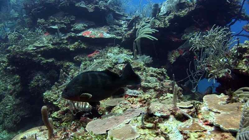 Parque Nacional Arrecife Alacranes