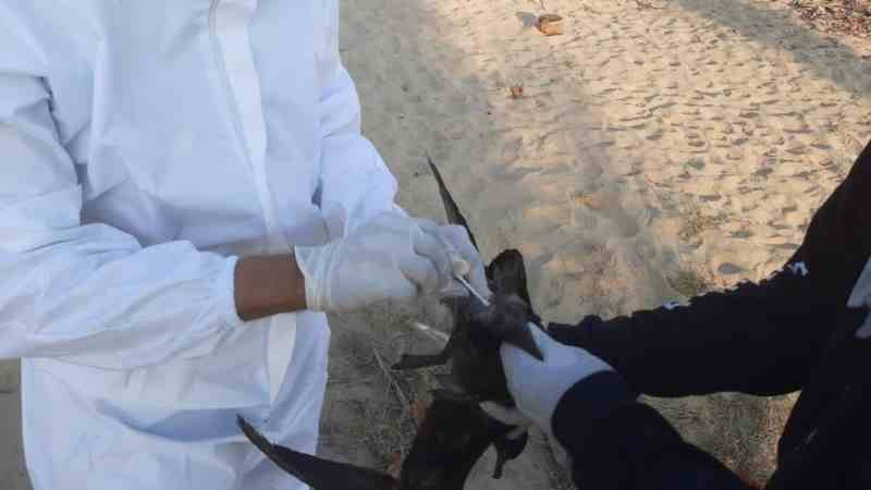Descartan influenza aviar como causa de muerte de aves en costas del Pacífico mexicano