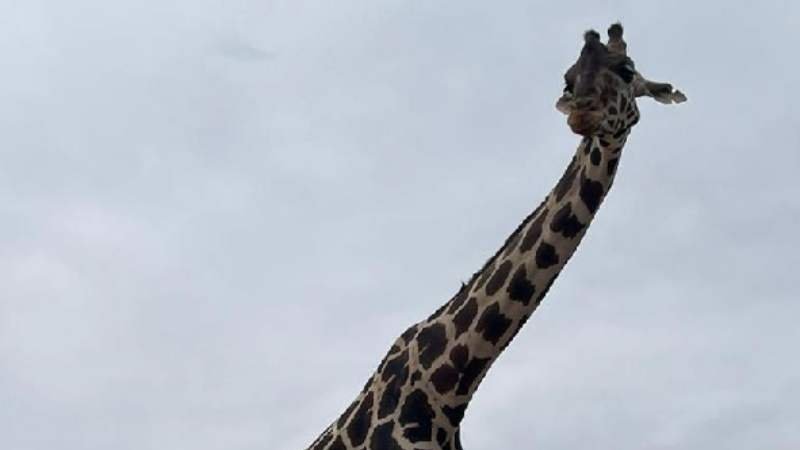 Profepa busca nuevo hogar para la jirafa macho, Benito