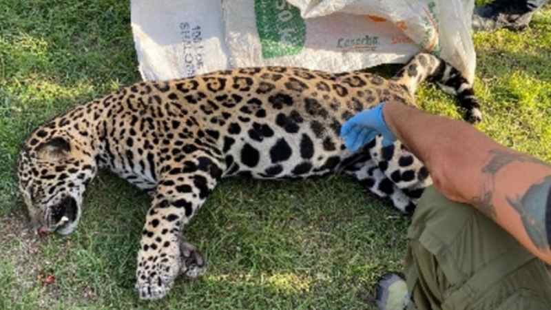 Atropellan a jaguar en la carretera federal Playa del Carmen- Tulum