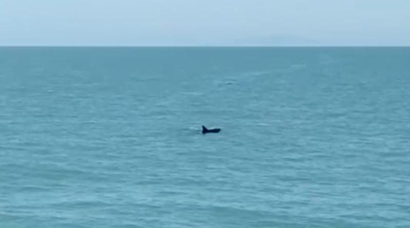 México presentó en la UNESCO avances sobre la protección de la Vaquita Marina