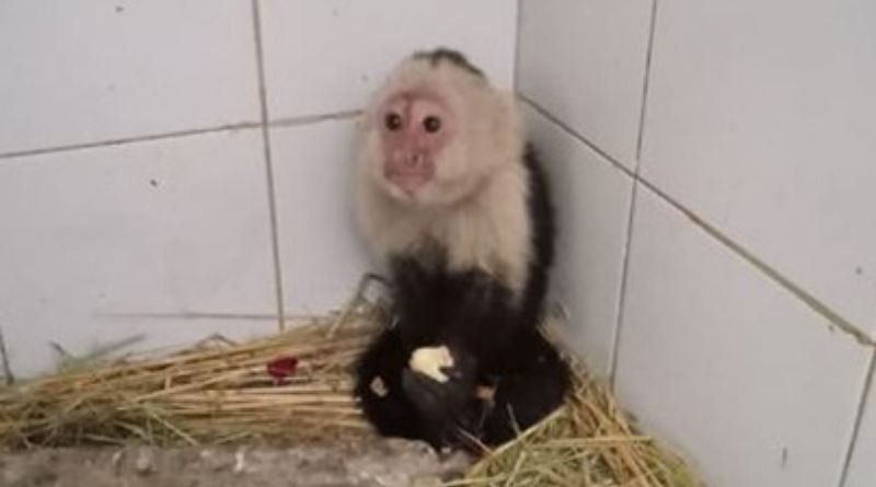 Resguardan mono capuchino hallado en la alcaldía Venustiano Carranza