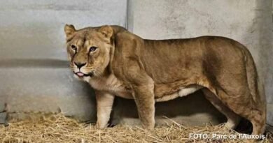 Tres leones rescatados de Ucrania arriban a Francia