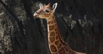 Buscan nombre para jirafa macho nacida en Chapultepec