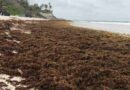 Convierte Quintana Roo el sargazo en bioenergía y materiales de alto valor