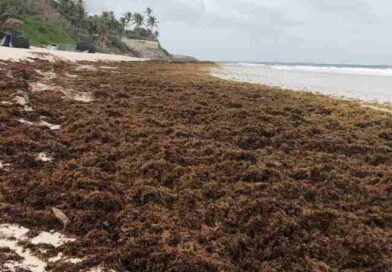 Convierte Quintana Roo el sargazo en bioenergía y materiales de alto valor