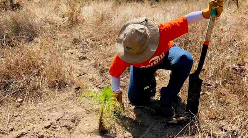 Cargill y Reforestamos México se unen para restaurar 22.5 hectáreas de bosque