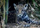Acuerdan plan de acción regional para la conservación del jaguar