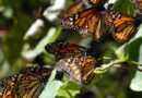 Incrementa 64% presencia de mariposa monarca en santuarios mexicanos 
