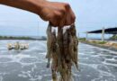 China domina casi la mitad de la pesca industrial global, alerta Oceana