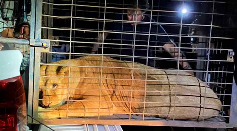 Autoridades rescatan 2 leones en Puebla