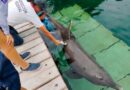 México prohíbe el uso extractivo y comercial de mamíferos marinos