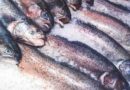 Deterioro de pesquerías pone en riesgo el derecho a la alimentación