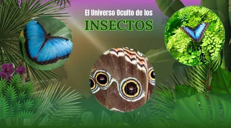 Mariposa Morpho