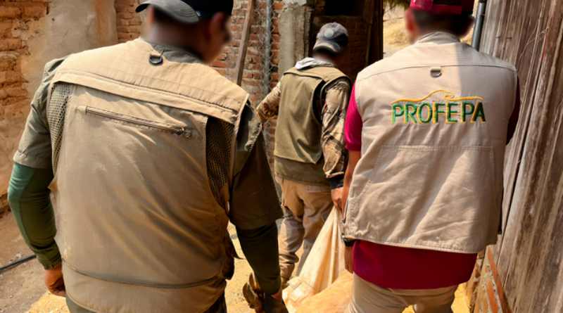 Profepa reubica 39 venados cola blanca en predios autorizados de Michoacán