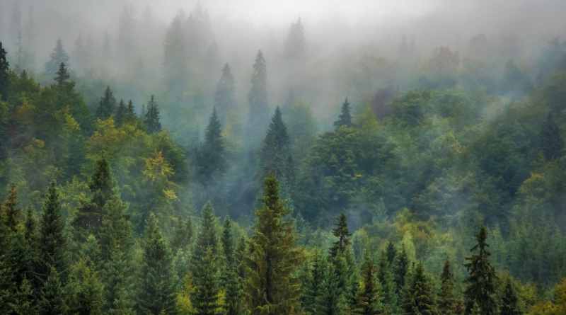 ONU advierte sobre la falta de atención a los bosques boreales, el segundo pulmón del planeta