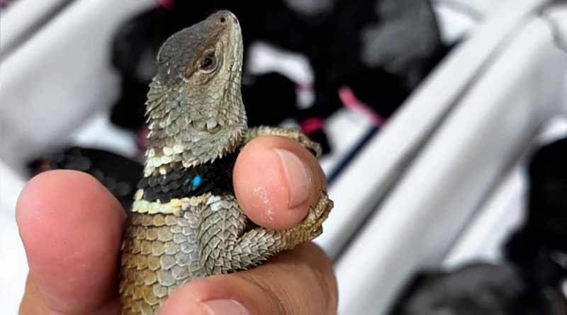 Tráfico Ilegal. Detienen a persona con 299 reptiles en el AICM