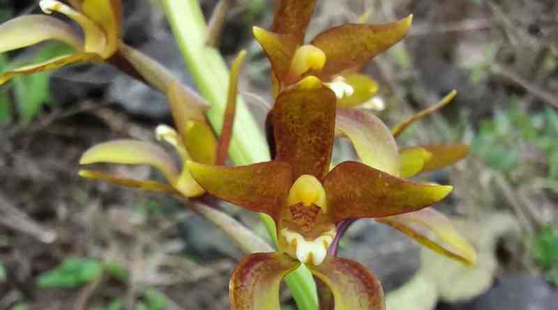 Exposición sobre orquídeas y biodiversidad llega al Parque Ecológico Yecahuizotl