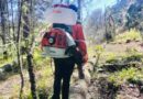 Conafor destina más de 10.4 MDP para combatir plaga en el Parque Nacional El Chico