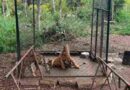 Asegura Profepa 75 ejemplares silvestres en una UMA de Veracruz por maltrato