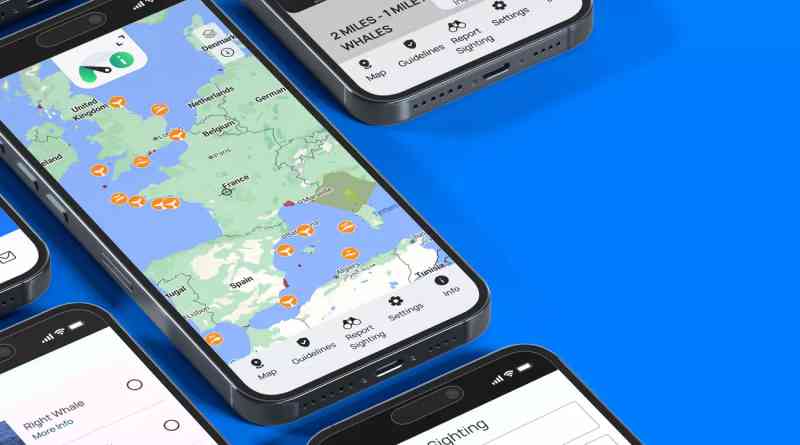 Whale Alert: la aplicación que busca evitar colisiones de barcos con ballenas en aguas europeas
