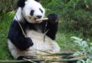 Celebran 35 años de Xin Xin con jornada ambiental en el Zoológico de Chapultepec