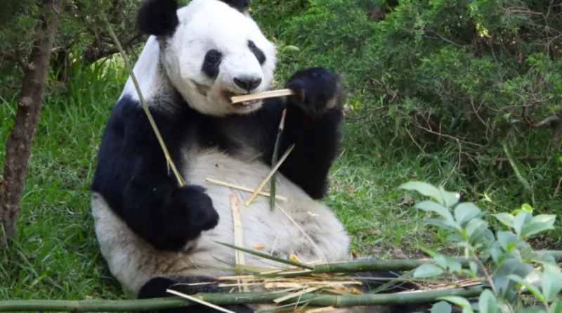 Celebran 35 años de Xin Xin con jornada ambiental en el Zoológico de Chapultepec