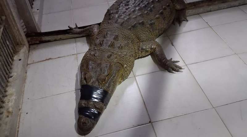 Reubican a 99 cocodrilos en cuatro estados tras intensas lluvias