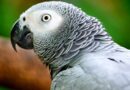 Fortalecen la protección de los loros grises africanos