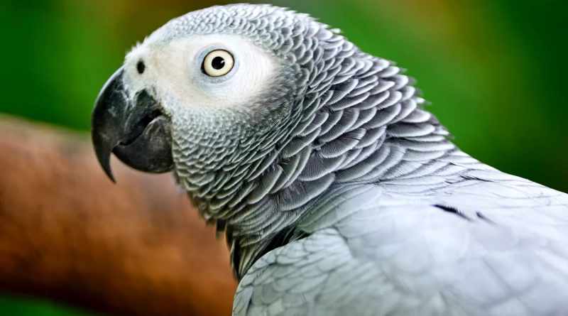 Fortalecen la protección de los loros grises africanos