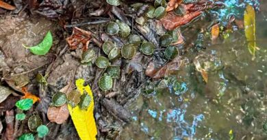 tortugas hicotea