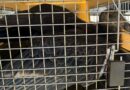 Fortalecen conservación del cóndor de California con traslado de dos crías